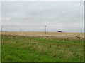 Crop field, Newton