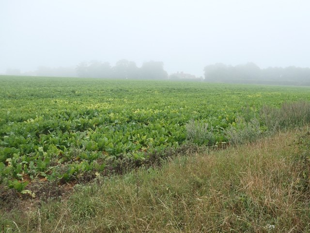 Sugar beet field, south of Brancaster Field House