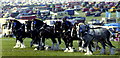 Great Dorset Steam Fair, Tarrant Hinton 1989