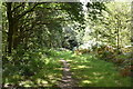 Footpath, Holmwood Common