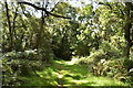 Footpath, Holmwood Common