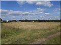 SE3816 : Field at Santingley Grange by Stephen Craven