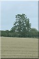 TF0029 : Willowy hedgerow by Bob Harvey