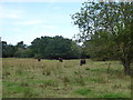 TQ0983 : Conservation grazing at Ten Acre Wood nature reserve by Rod Allday