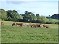 Bullocks in field below Riverdale