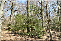 TQ5638 : Ramslye Wood by N Chadwick