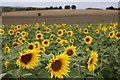 TL1932 : Sunflowers at Hitchin Lavender by Christine Matthews