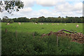 TL2270 : Cattle by Bromholme Lane by Hugh Venables