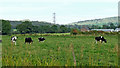SJ9066 : Cheshire pasture near North Rode by Roger  D Kidd