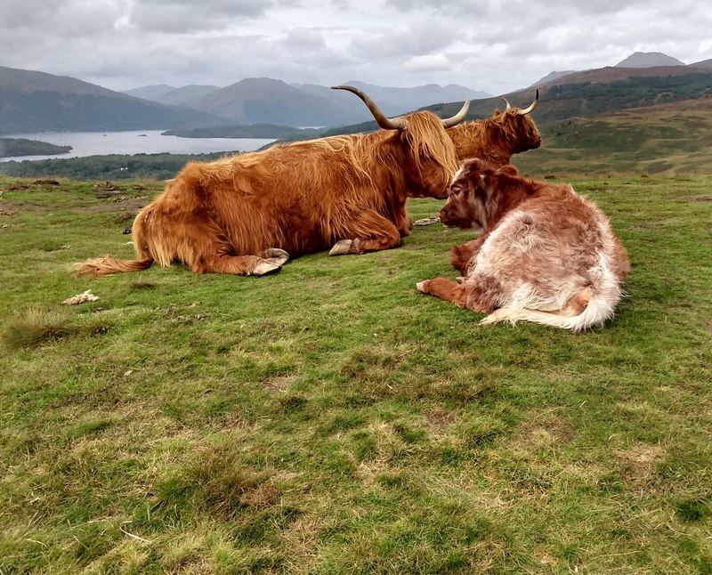 Highland cattle with cross bred calf © Jim Smillie cc-by-sa/2.0