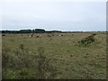 TF7244 : Cattle grazing on reclaimed saltmarsh by Christine Johnstone