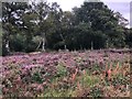 Heather in flower, Lindow Common