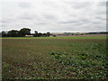 Field of poppies at South Ormesby