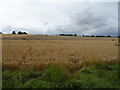 Cereal crop off Scroggs Lane (B6268)