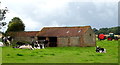 Cattle and farm buildings