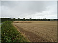 Stubble field near Firby