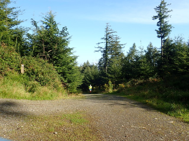Jogger on the forest road on the east side of Curraghard