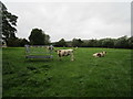 Longhorn cattle, Tetford