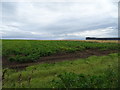 NK0561 : Crop field, Coralhill by JThomas