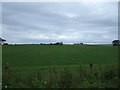Crop field near Greenmyre Wood