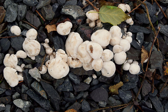 Fungus, Altdrumman
