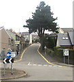 Dominant tree, Ton Mawr Street, Blaenavon