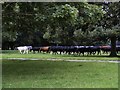 SU3468 : Cattle on Hungerford Common by Steve Daniels