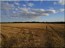 TF7023 : Stubble field near Roydon by Jonathan Thacker