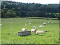 Sheep in the Monnow valley