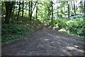 Woodland footpath