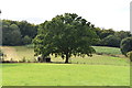 Tree in fence