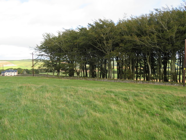 Townhead Plantation at Redpath