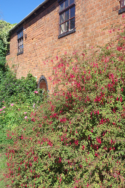 Fuchsia by the towpath