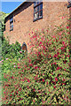 Fuchsia by the towpath