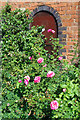 Roses by the towpath