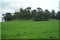 Coneygreehill Coppice (Bromesberrow)