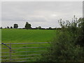 Footpath near Cowton Moor