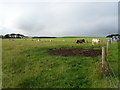 Cattle grazing, Leask