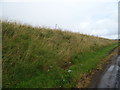 Embankment beside the A90 near Ellon