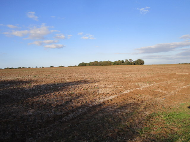 Prepared field near Roydon