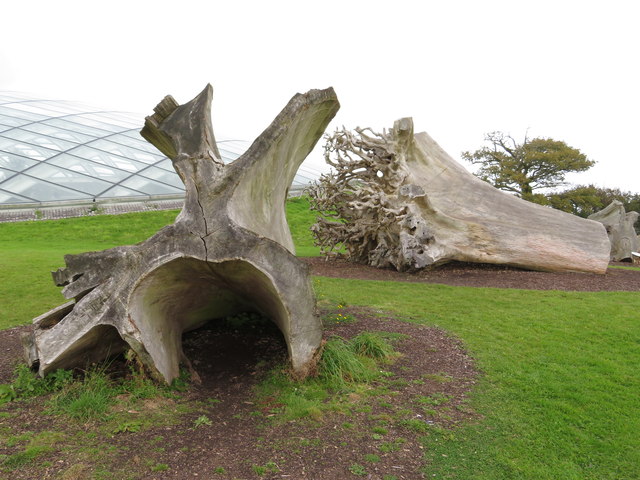 Tree stumps at the National Botanic Gardens for Wales