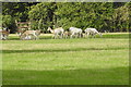 Fallow deer on Kilverstone estate