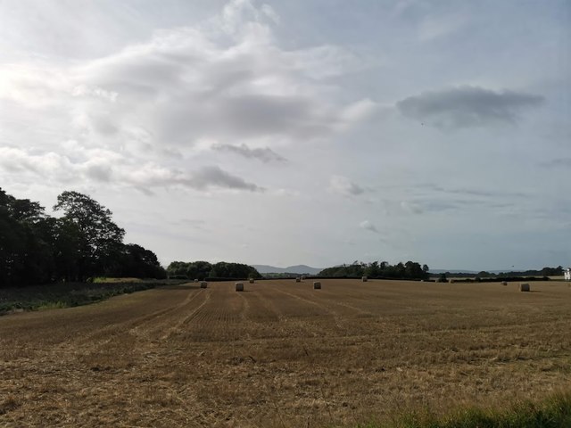 Crop in at Morton Carr fields