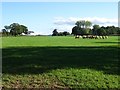 Cattle in a field at Coddington