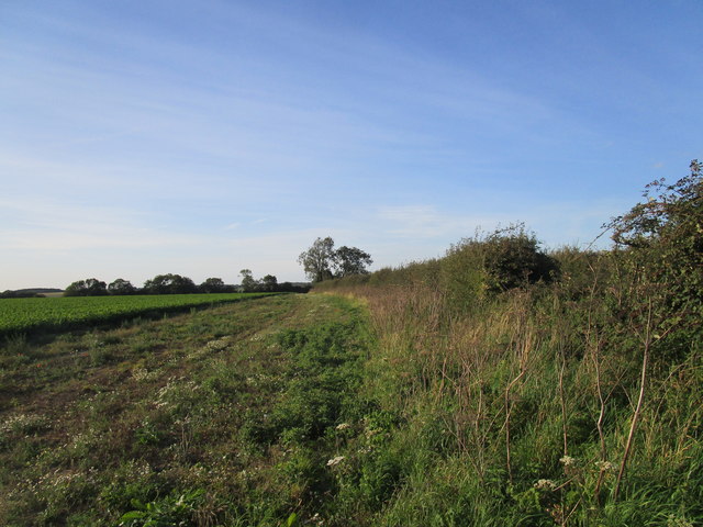 Field edge by Peddars Way