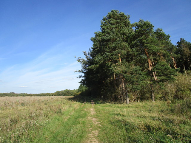 Track and plantation, Massingham Heath