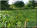 Small sunflowers at the Swettenham Arms