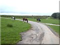 Ponies by the road on Hay Common