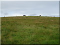 Hillside grazing near Oldtown of Meikle Dens