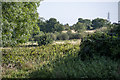 Fields next to Maypole Lane